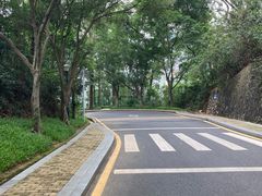 -银湖山郊野公园-相思林