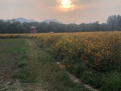 -北京东方普罗旺斯薰衣草庄园