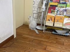 -宠颐生宠物医院·异宠猫科内科·诊疗中心宠巢店