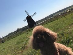 -北纬44度·金珠花海休闲农业旅游景区