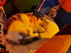 -平行世界·猫咖(首经贸店)