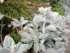 -墨尔本皇家植物园