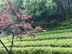 -杭州半山国家森林公园