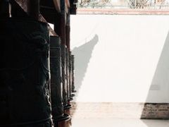 -塔尔寺菩提树