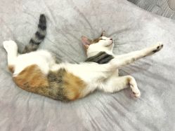 -兔猫ToMoreNails美甲美睫
