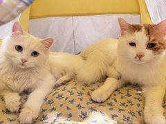 -中农国际动物医院24小时·猫科·骨科·急重症中心