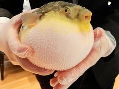 -肆月河豚·新淮扬(金融街店)