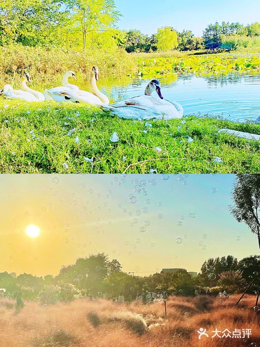 北龙湖湿地公园图片