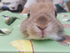 -瑞派·关忠动物医院·异宠专科·犬猫肿瘤·皮肤专科(望京店)