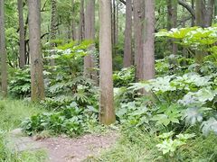 -上海共青森林公园