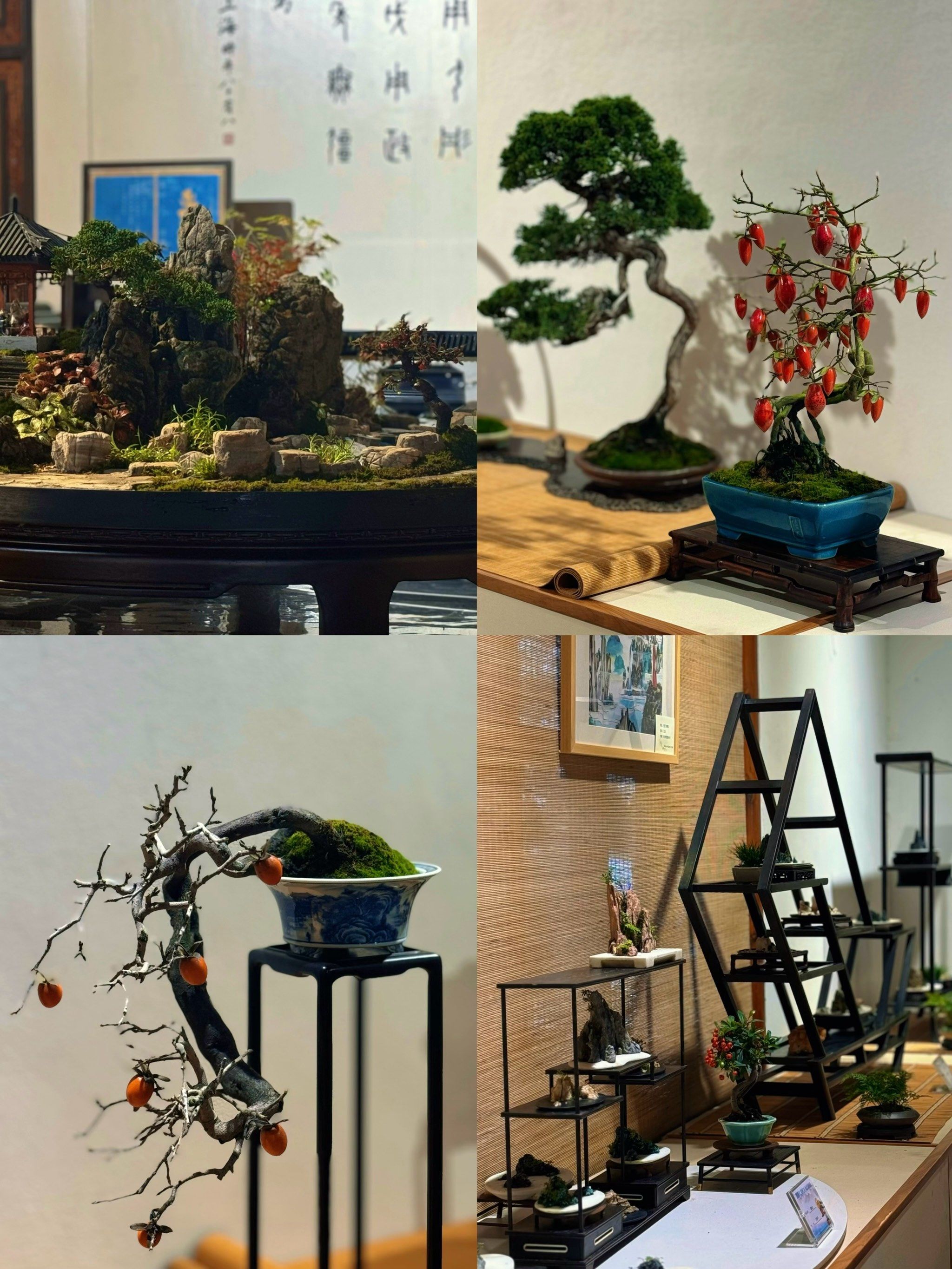 郭庄小微盆景🪴精品展