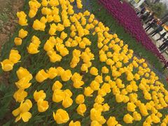 -杭州湾海上花田景区