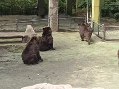 -深圳野生动物园