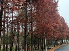 -上海长兴岛郊野公园