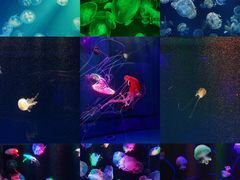 -海合安成都极地海洋公园