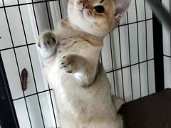-宠颐生中康贝怡动物医院