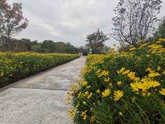 -昆山城市生态森林公园