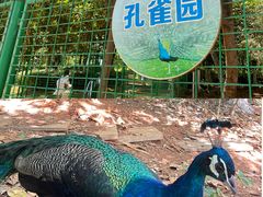 -洛龙公园
