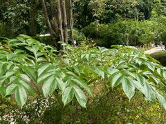 -中国科学院西双版纳热带植物园