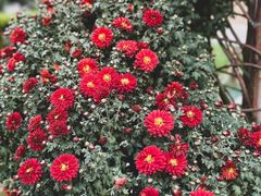 -国家植物园