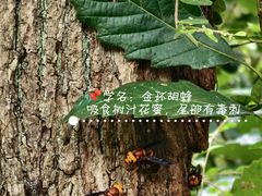 -青龙山国家森林公园