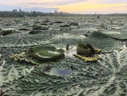 -水八仙生态园