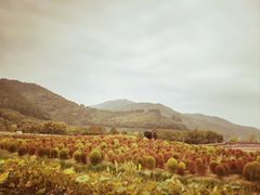 -径山花海