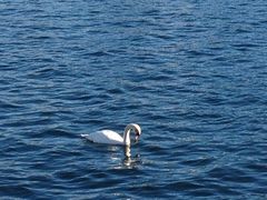 湖上天鹅-卢塞恩湖