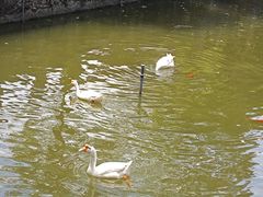 -苏州文庙(姑苏区)