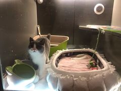 -猫大福·Fortune Cat猫舍(百子湾店)