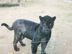 -鄂尔多斯野生动物园