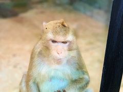 -海南热带野生动植物园