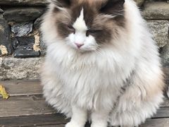 -喵屿·大理花园猫咖