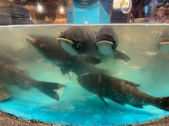 -魏铭鱼头捞饭(晋阳路店)