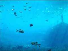 -瑞德姆美人鱼海底演艺主题餐厅(亚龙湾店)