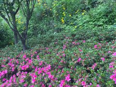 -杭州半山国家森林公园