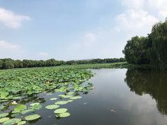 -荷塘月色湿地公园·向阳花洲