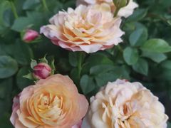 -三圣花乡旅游区