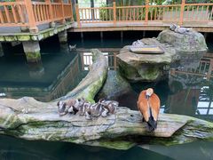 -南宫五洲植物乐园