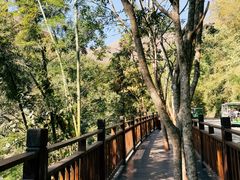 -西双版纳原始森林公园