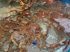 -鹏天阁酒楼·海鲜(红旗店)