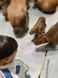 -Zoolung Zoolung动物主题公园(海信广场店)