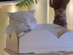 -藏猫猫咖啡主题馆(中央大道店)