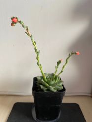 -Oasis Beauty水磨坊科技美肤中心