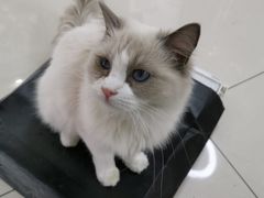 -鼓捣猫呢主题猫咖店