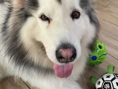 -李小姐の猫咖啡馆(五角场店)