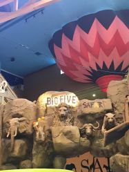 -卡通尼·Safari非洲探索乐园·生日会(金桥国际商业广场店)