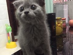 -瑞派动物医院·猫专科·至诚(江南中分院)