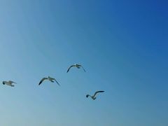 -长岛万鸟岛