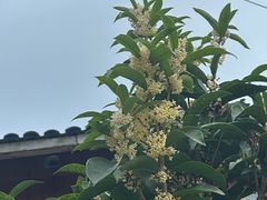 -寨沙侗寨(侗族歌堂)